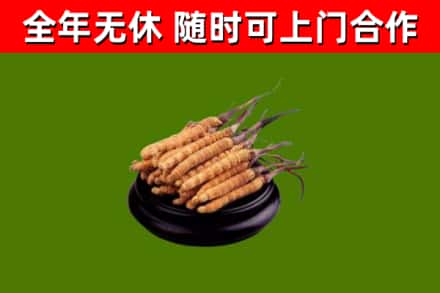 屯留回收冬虫夏草