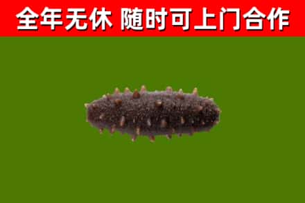 屯留回收海参干